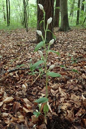 Cephalanthera damasonium \ Bleiches Waldvögelein, Weißer Waldvogel / Large White Helleborine, D  Königheim 29.5.2019 