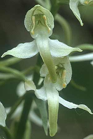 [click] Platanthera chlorantha, D   Pforzheim 16.6.1984 