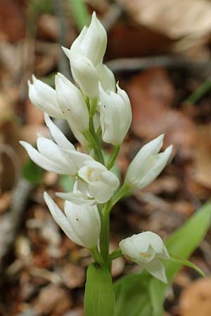 Cephalanthera longifolia \ Schwertblättriges Waldvögelein / Sword-Leaved Helleborine, D  Seeheim an der Bergstraße 12.5.2020 