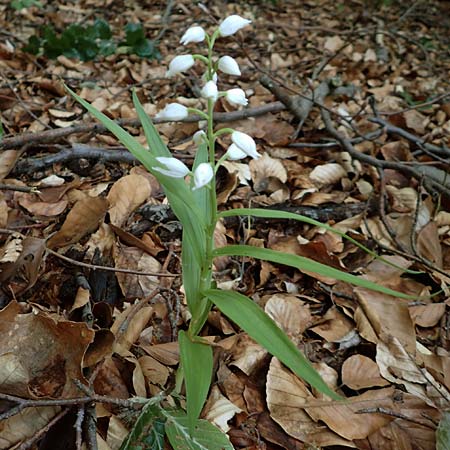 Cephalanthera longifolia \ Schwertblättriges Waldvögelein / Sword-Leaved Helleborine, D  Seeheim an der Bergstraße 12.5.2020 