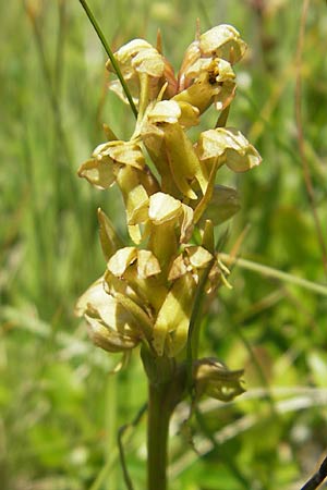 Coeloglossum viride \ Grüne Hohlzunge / Frog Orchid, D  Immenstadt 21.6.2011 