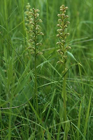 Coeloglossum viride / Frog Orchid, D  Blieskastel 14.6.1986 