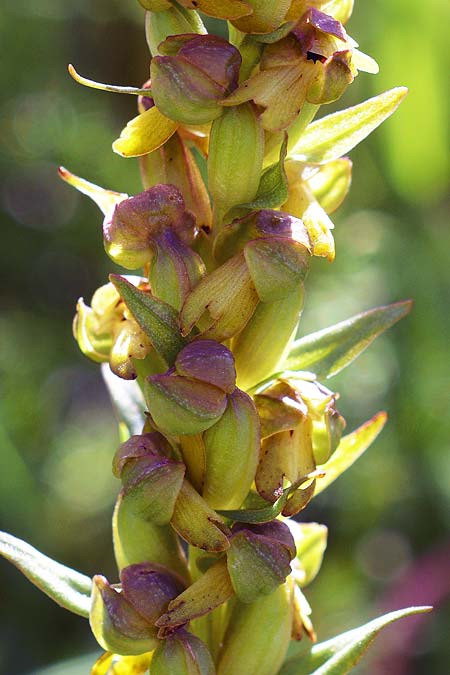 Coeloglossum viride / Frog Orchid, D  Schwarzwald Schauinsland 10.6.2018 (Photo: Christian Schlomann)