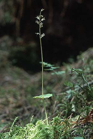 Listera cordata \ Kleines Zweiblatt / Lesser Twayblade, D  Füssen 14.7.1987 