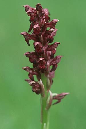 Anacamptis coriophora \ Wanzen-Knabenkraut, D  Hurlach 19.6.2004 