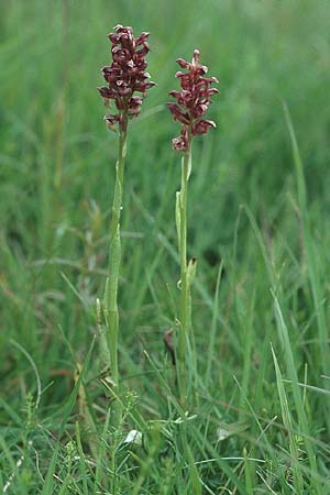 Anacamptis coriophora \ Wanzen-Knabenkraut, D  Hurlach 11.6.2005 