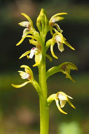 Corallorrhiza trifida / Coral-root Orchid, D  Burladingen 25.5.2018 (Photo: Uwe Reinbold)