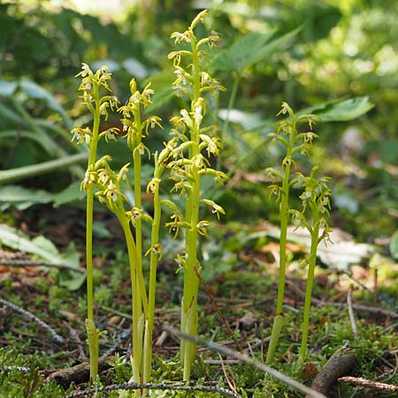 Corallorrhiza trifida \ Korallenwurz / Coral-root Orchid, D  Burladingen 25.5.2018 (Photo: Uwe Reinbold)