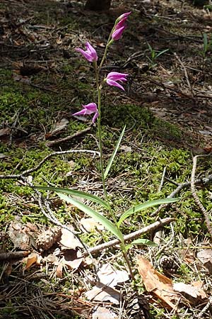 Cephalanthera rubra \ Rotes Waldvögelein / Red Helleborine, D  Seeheim an der Bergstraße 12.6.2019 