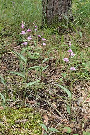 Cephalanthera rubra \ Rotes Waldvögelein / Red Helleborine, D  Seeheim an der Bergstraße 12.6.2019 