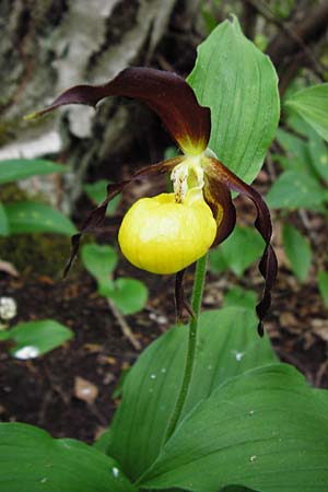 Cypripedium calceolus / Lady's Slipper, Ladyslipper, D  Grettstadt 1.6.2015 