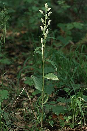 Cephalanthera damasonium \ Bleiches Waldvögelein, Weißer Waldvogel / Large White Helleborine, D  Pforzheim 31.5.1986 