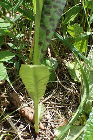 Dactylorhiza fuchsii \ Fuchssche Fingerwurz, Fuchssches Knabenkraut / Common Spotted Orchid, D  Thüringen, Erfurt 13.6.2022 