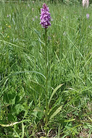 Dactylorhiza fuchsii \ Fuchssche Fingerwurz, Fuchssches Knabenkraut / Common Spotted Orchid, D  Thüringen, Erfurt 13.6.2022 