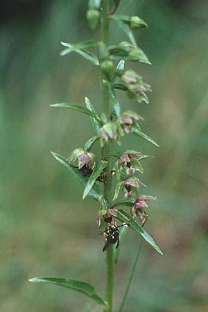 Epipactis distans \ Kurzblättrige Ständelwurz / Short-Leaved Helleborine, D  Insel/island Usedom 15.7.2000 