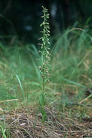 Epipactis distans \ Kurzblättrige Ständelwurz, D  Insel Usedom 15.7.2000 