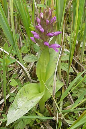 Dactylorhiza majalis / Broad-Leaved Marsh Orchid, D  Andechs 5.5.2012 