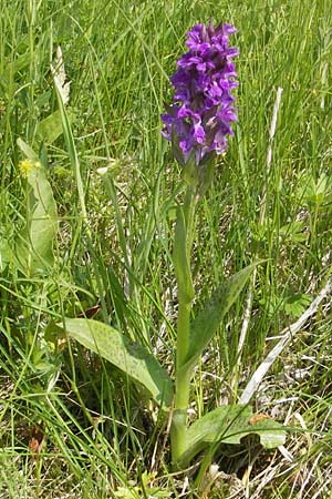 Dactylorhiza majalis \ Breitblättrige Fingerwurz, Breitblättriges Knabenkraut / Broad-Leaved Marsh Orchid, D  Rhön, Wasserkuppe 30.5.2012 