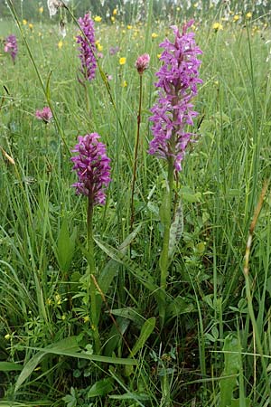 Dactylorhiza majalis \ Breitblättrige Fingerwurz, Breitblättriges Knabenkraut / Broad-Leaved Marsh Orchid, D  Pfronten 9.6.2016 