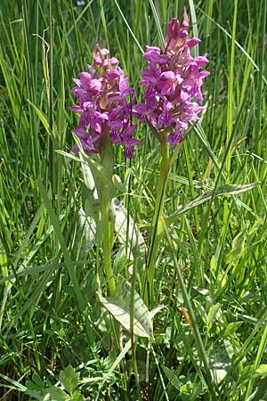 Dactylorhiza majalis / Broad-Leaved Marsh Orchid, D  Dreieich 19.5.2019 