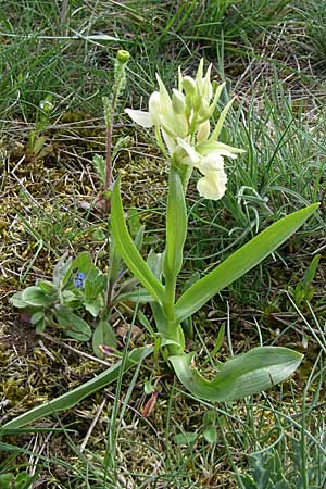 Dactylorhiza sambucina \ Holunder-Fingerwurz, Holunder-Knabenkraut, D  Rheinhessen, Frei-Laubersheim 26.4.2008 