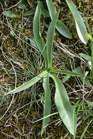 Dactylorhiza sambucina \ Holunder-Fingerwurz, Holunder-Knabenkraut / Elder-flower Orchid, Adam-and-Eve (Rosette), D  Rheinhessen, Frei-Laubersheim 26.4.2008 