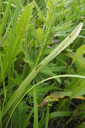 Dactylorhiza traunsteineri \ Traunsteiners Fingerwurz, Traunsteiners Knabenkraut / Narrow-Leaved Marsh Orchid, D  Murnau 20.6.2011 
