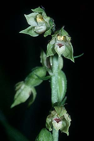 Epipactis albensis \ Elbe-Ständelwurz, D  Brandenburg 26.8.1995 