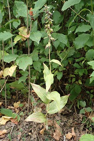 Epipactis helleborine \ Breitblättrige Ständelwurz, D  Wörth am Main 17.9.2016 