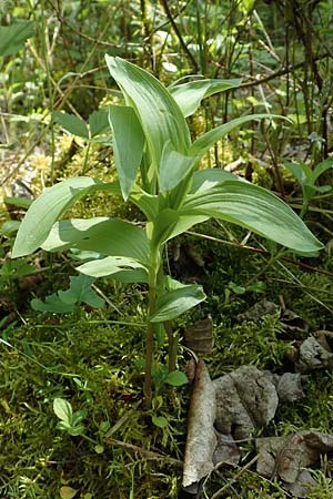 Epipactis helleborine \ Breitblättrige Ständelwurz / Broad-Leaved Helleborine (Jungpflanze / young plant), D  Heidelberg 19.5.2018 