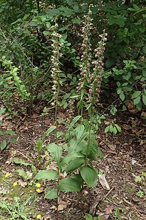 Epipactis helleborine / Broad-Leaved Helleborine, D  Aachen 27.7.2020 