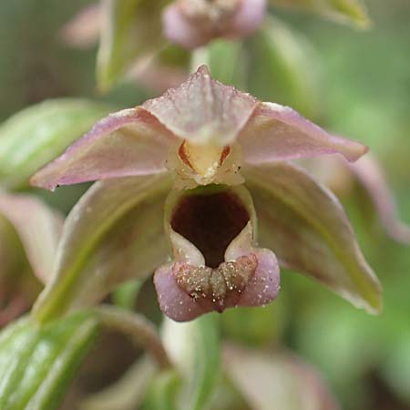 Epipactis helleborine / Broad-Leaved Helleborine, D  Aachen 27.7.2020 