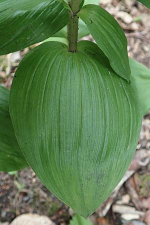 Epipactis helleborine / Broad-Leaved Helleborine, D  Aachen 27.7.2020 