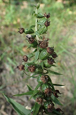 Epipactis helleborine / Broad-Leaved Helleborine, D  Elmpt 6.9.2021 