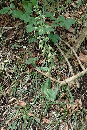 Epipactis leptochila subsp. leptochila \ Schmalblättrige Ständelwurz / Narrow-lipped Helleborine, D  Beuron 26.6.2018 