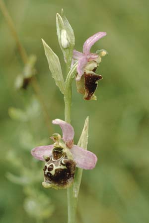 Ophrys elatior / Rangy Bee Orchid, D  Istein 3.8.1988 