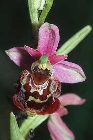 Ophrys elatior / Rangy Bee Orchid, D  Istein 30.6.2001 