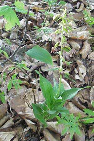 Epipactis helleborine subsp. moratoria / Late Broad-Leaved Helleborine, D  Kraichgau 4.7.2011 