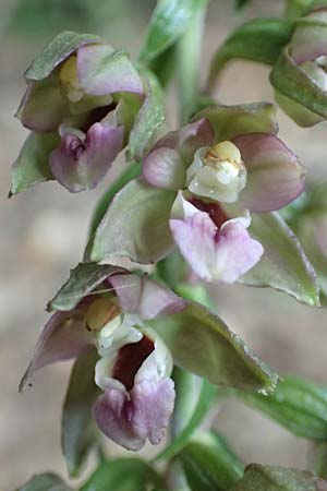 Epipactis helleborine subsp. moratoria / Late Broad-Leaved Helleborine, D  Bensheim-Langwaden 23.6.2018 