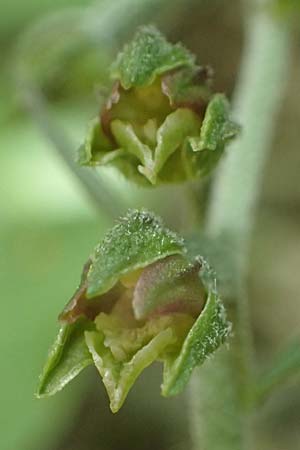 Epipactis microphylla \ Kleinblättrige Ständelwurz / Small-Leaved Helleborine, D  Sachsen-Anhalt, Hettstedt 17.6.2023 