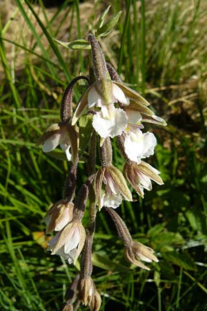 Epipactis palustris \ Echte Sumpfwurz, Sumpf-Ständelwurz / Marsh Helleborine, D  Leutkirch 10.7.2015 