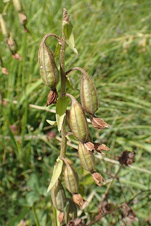 Epipactis palustris \ Echte Sumpfwurz, Sumpf-Ständelwurz (fruchtend), D  Friedewald 29.7.2020 