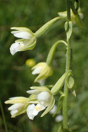 Epipactis palustris \ Echte Sumpfwurz, Sumpf-Ständelwurz, D  Hellengerst 8.7.2022 