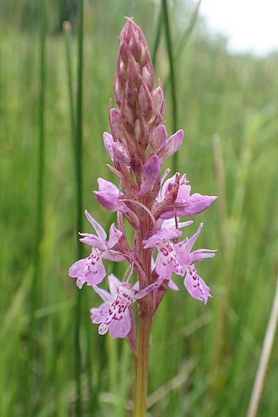 Dactylorhiza fuchsii x incarnata, D   Kehl 22.5.2020 