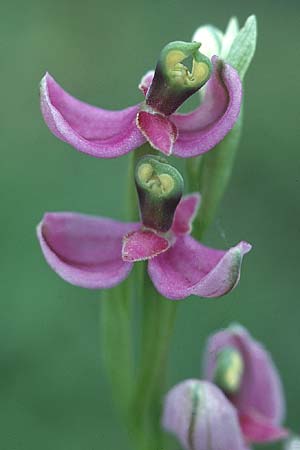 Ophrys holoserica deformation \ Hummel-Ragwurz, D  Saarland Badstube 4.6.2005 