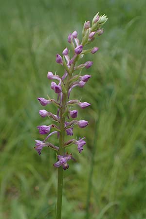 Gymnadenia conopsea s.l. \ Mücken-Händelwurz / Common Fragrant Orchid, D  Mosbach 13.7.2022 