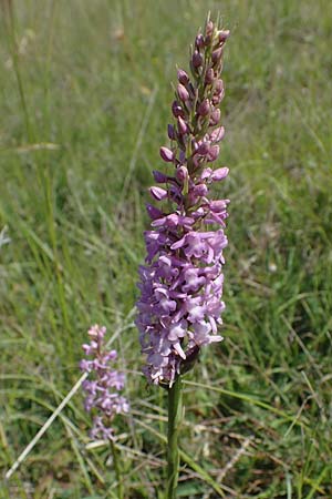 Gymnadenia conopsea s.l. \ Mücken-Händelwurz / Common Fragrant Orchid, D  Querfurt 18.6.2023 