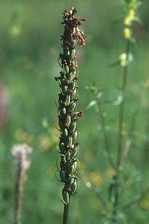 Gymnadenia conopsea s.l. \ Mücken-Händelwurz / Common Fragrant Orchid (fruchtend / seed stem), D  Deggingen 16.7.2005 