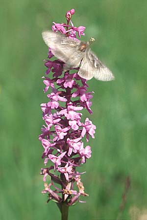 Gymnadenia conopsea s.l. \ Mücken-Händelwurz / Common Fragrant Orchid (mit/with Gammaeule Autographa gamma), D  Allgäu 10.7.2004 