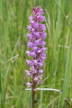 Gymnadenia odoratissima \ Wohlriechende Händelwurz / Short-spurred Fragrant Orchid, D  Murnau 20.6.2011 